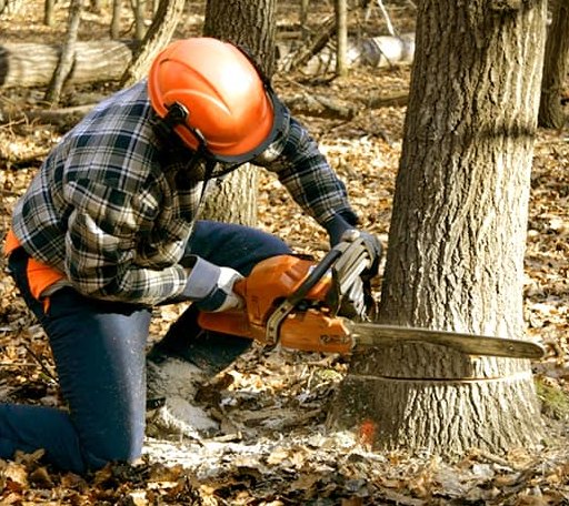 Tree Removal in Erie, IL